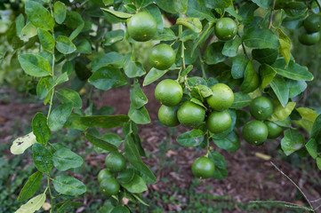 Lime green tree hanging from the branches of it
