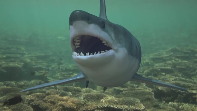 the shark comes up and springs forward at camera underwater in the sea 3D render