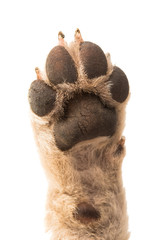 puppy paw