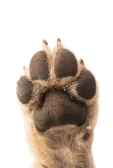 puppy paw © ksena32