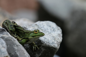 Frosch beim Sonnenbad