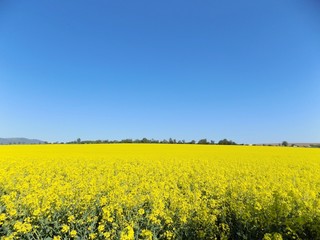 Fototapeta premium Rape field