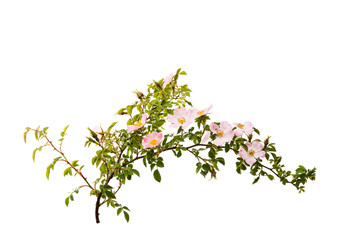 Naklejka premium branch with flowers of rose hips isolated