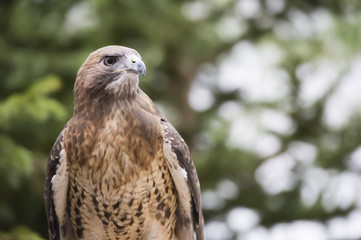 red-tailed hawk bird prey perch raptor