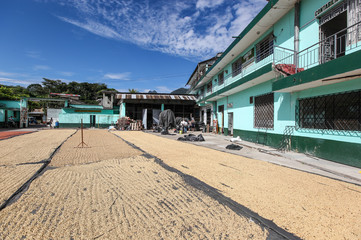 TINGO MARIA, PERU - JUNE 22: The drying of coffee beans in courtyard of Naranjillo cooperative in Tingo Maria, Peru 2011