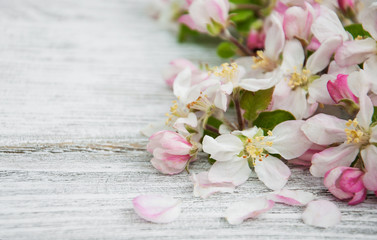 Fototapeta na wymiar Spring apple blossom