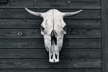 the skull with horns of a bull or cow