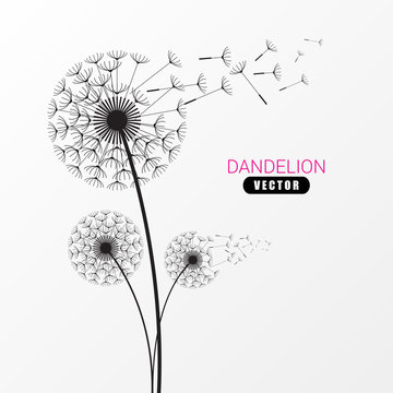 Dandelion silhouette. Flying dandelion buds. Modern design. Vector