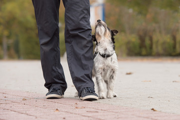 perfekte Fußarbeit - perfect heel work - Jack Russell Terrier