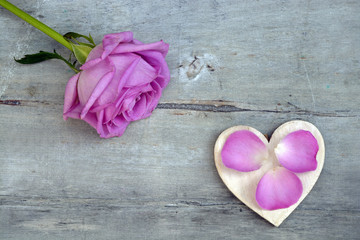 Pink purple rose on a grey old wooden background with white wash heart shape tags with empty copy space
