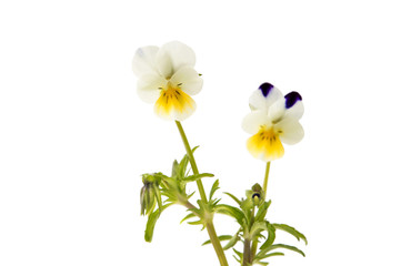 Fototapeta premium pansy flower isolated