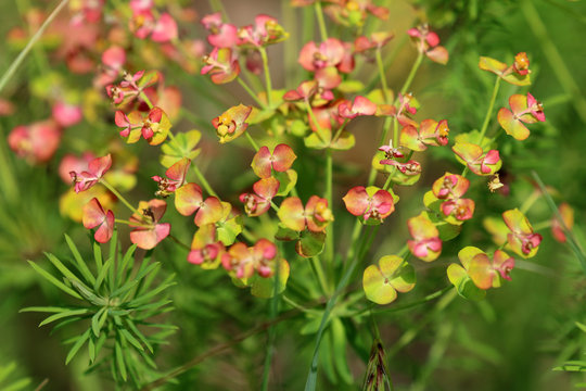 Wolfsmilch Bl&uuml;te
