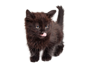 Black kitten licking lips