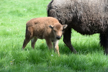 curious, buffalo calf with it´s mother