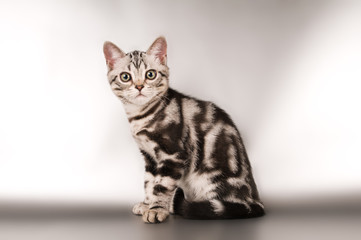 American shorthaired kitten on silver background