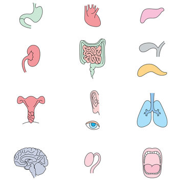 Human internal organs set. Medical info graphics. Flat design. Vector illustration