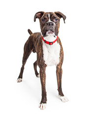 Boxer Dog Standing Looking Into Camera