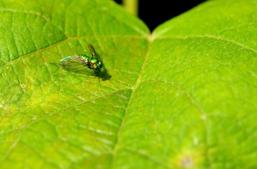 Metallic green long legged fly, condylostylus
