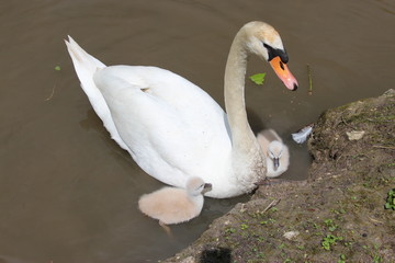 Cygne et cygneaux