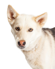 Close-up Husky Shepherd Crossbreed