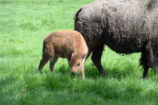 cute buffalo calf eating gras