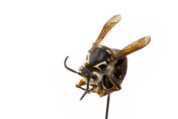 dead wasp's head