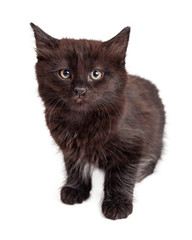 Cute Black Kitten on White