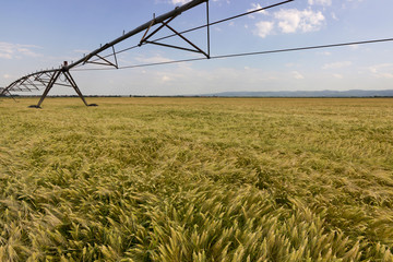 Wheat field and irrigation equipment
