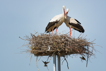 A pair of storks in the nest
