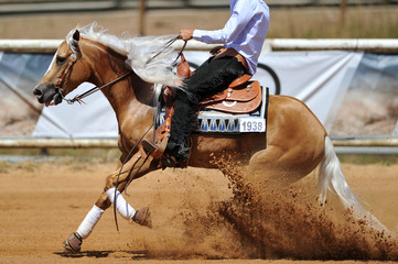 Obraz premium The side view of the rider sliding his horse forward on the clay field raising up the clouds of dust