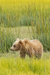 Fototapeta premium bear cub in grass