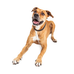 Obraz premium Happy Boxer Crossbreed Dog Laying Over White