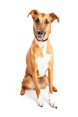 Happy Whippet Crossbreed Dog