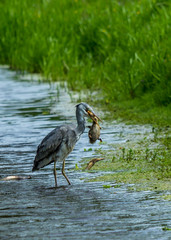 Grey heron catching and eating a mallard duck duckling