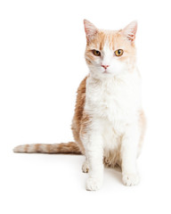 Orange and White Cat Full Length on White