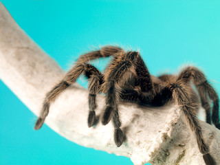 view of a tarantula on a bone.