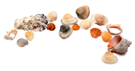 Collection of seashells with copy space