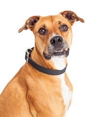 Obraz premium Portrait Attentive Boxer Dog Over White