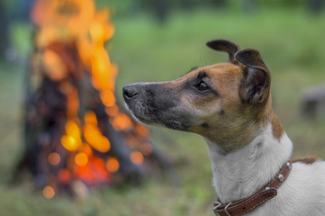 Dog breed fox terrier in the woods on a background of fire