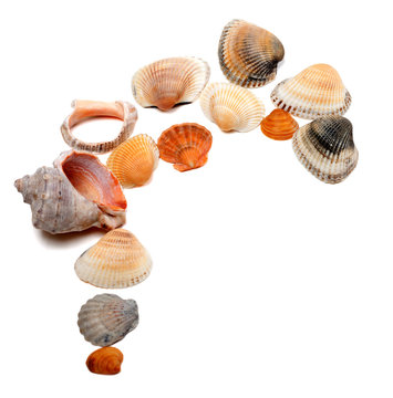 Collection of seashells with copy space