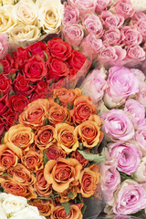 Colorful roses