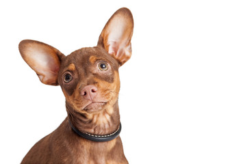 Portrait Small Dog Big Ears Over White