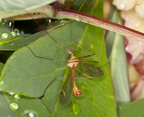 mosquito hiding from the rain