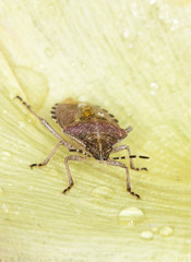 carpocoris purpureipennis