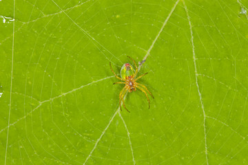 spider weaves a web