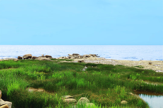 Sea shore with an area of bright green fenny grass, stones and sky
