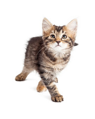 Obraz premium Tabby Kitten Idąc Do Przodu Na Białym