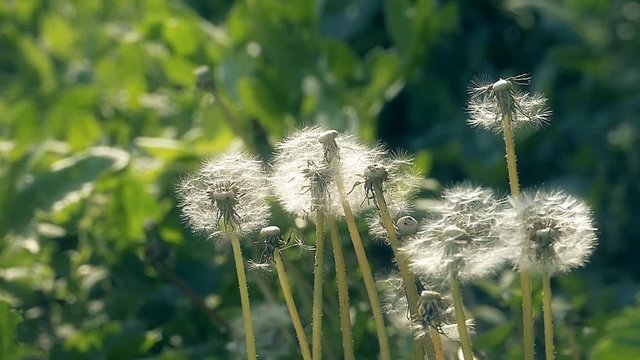 fluff with seeds dandelions flies with slow motion video