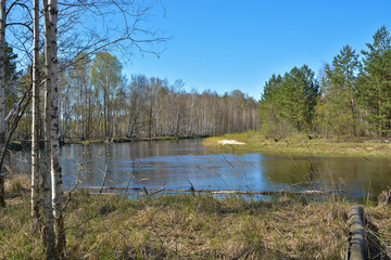 Fototapeta na wymiar River in the woods in spring.