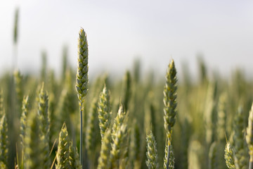 Green wheat Field - obrazy, fototapety, plakaty